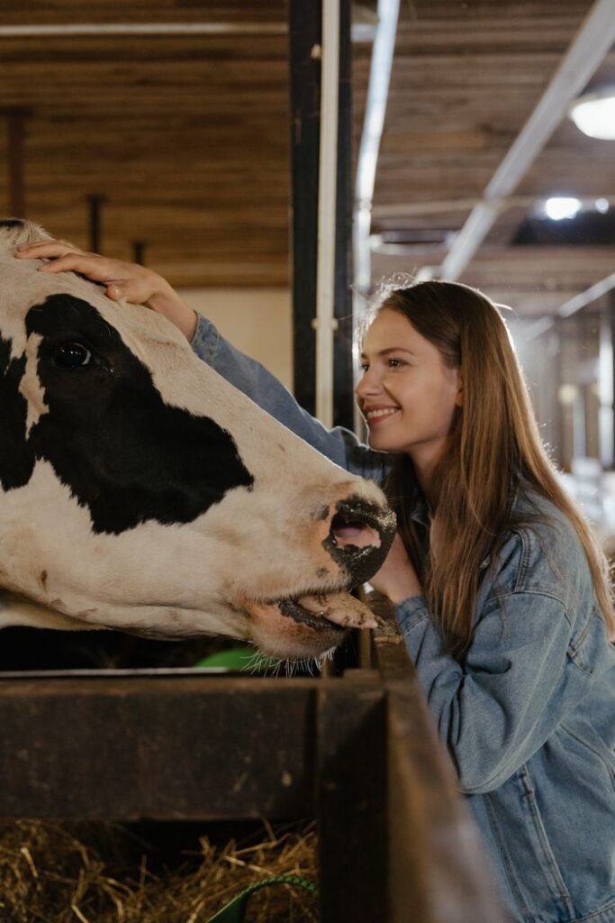 A young woman happily pets a dairy cow inside a barn, showcasing rural farm life.
